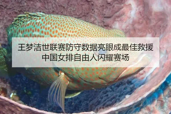 王梦洁世联赛防守数据亮眼成最佳救援 中国女排自由人闪耀赛场